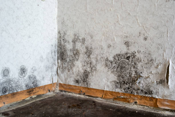 Luverne, MN Mold Removal Company